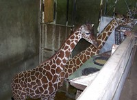 Memphis_01-18-2007 064.jpg